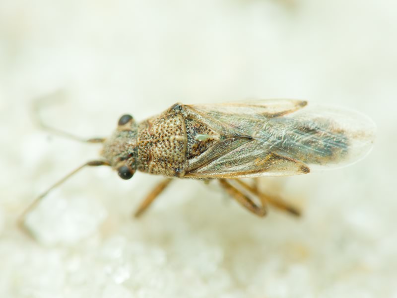 Insecta Linnaeus, 1758